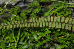 Adiantum malesianum