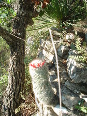 Escobaria dasyacantha