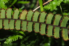 Adiantum malesianum