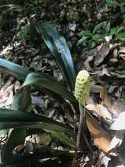 Rohdea japonica, photograph author not stated, no rights reserved