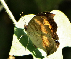 Junonia elgiva