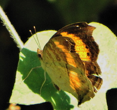 Junonia elgiva