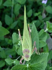 Microcentrum californicum