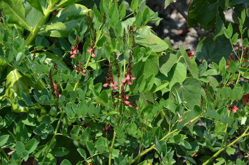 Indigofera zollingeriana iNat (2)