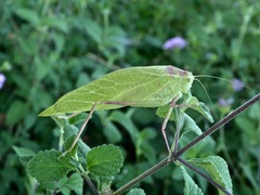Microcentrum californicum