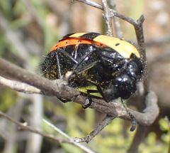 Hycleus tripunctatus