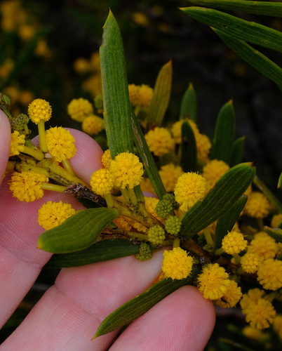 Image of Acacia cochlearis by (c) Peter Crowcroft, some rights reserved (CC BY)