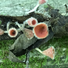 Microstoma floccosum