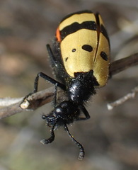 Hycleus tripunctatus