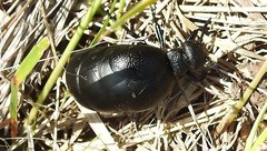 Eurymeloe