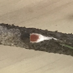 Microstoma floccosum