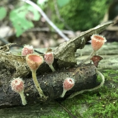 Microstoma floccosum