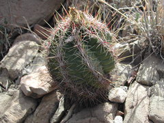 Thelocactus bicolor bicolor
