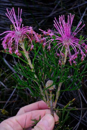 Image of Isopogon formosus by (c) Peter Crowcroft, some rights reserved (CC BY)