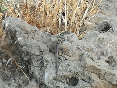 Podarcis siculus siculus