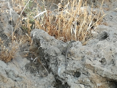 Podarcis siculus siculus