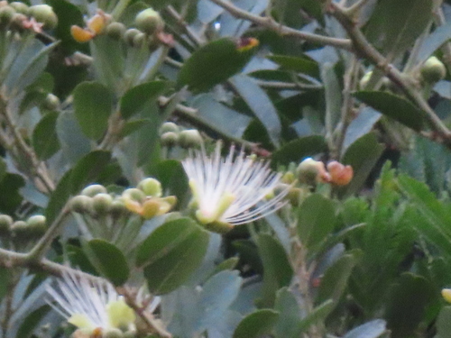 African caper (Capparis tomentosa)