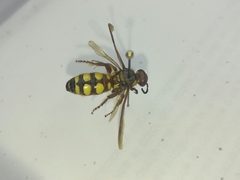 Colpa octomaculata