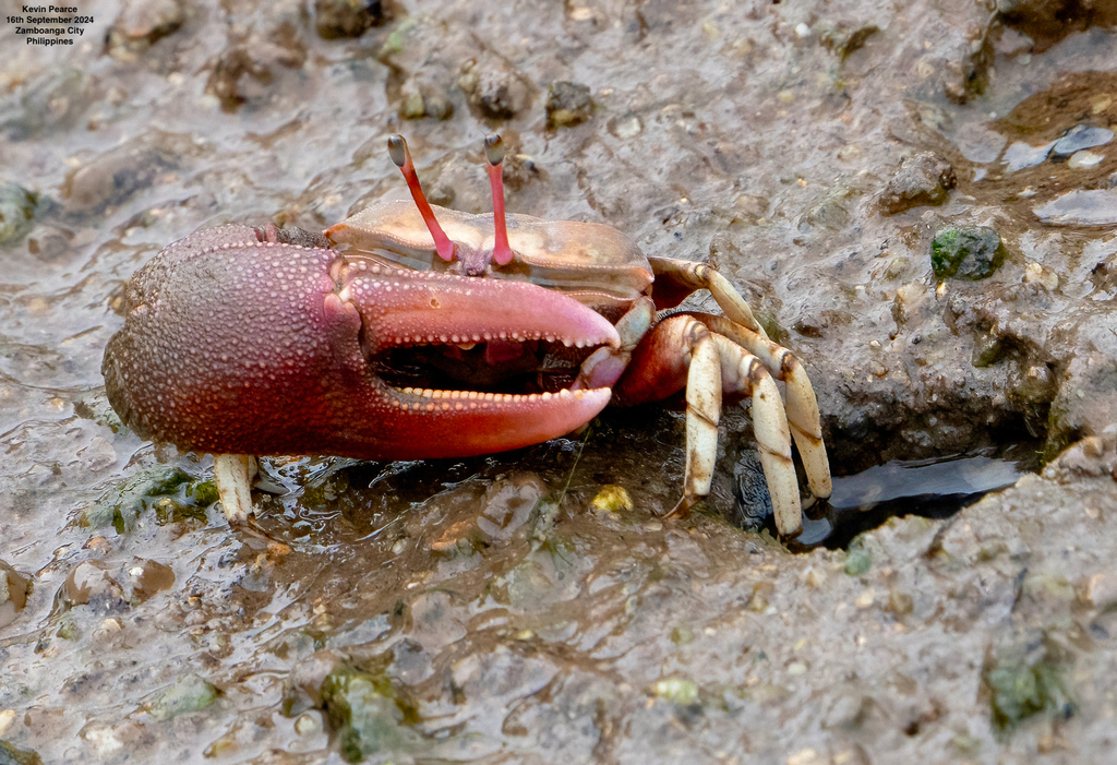 Demanding Fiddler Crab