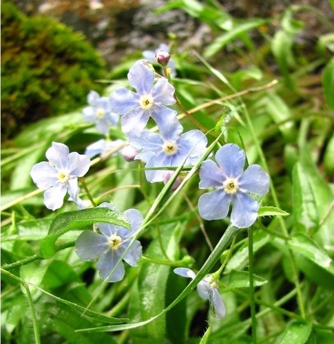 Davis' stickseed (Hackelia davisii)