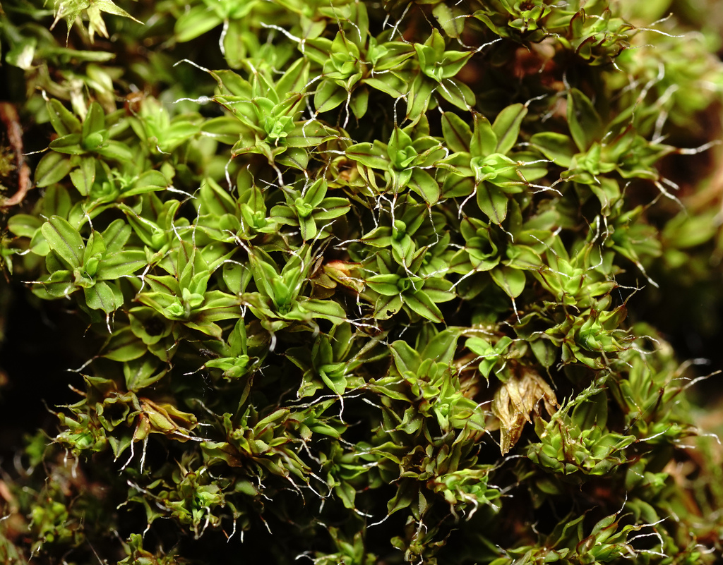 Lesser Screw-moss