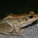 貢德氏赤蛙 - Photo 由 Thomas Brown 所上傳的 (c) Thomas Brown，保留部份權利CC BY-NC