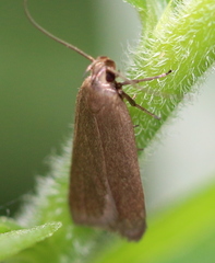 Acompsia cinerella