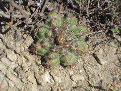 Thelocactus bicolor bicolor