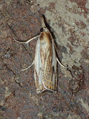 Crambus saltuellus