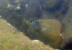 Epinephelus coioides