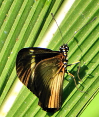 Acraea esebria