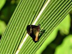 Acraea esebria