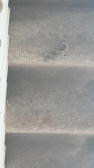 Ptyodactylus guttatus