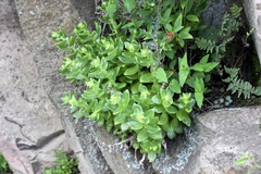 Sedum ebracteatum
