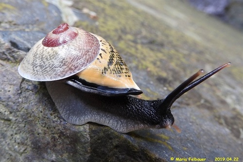 Rhynchotrochus taylorianus, 2019-04-22