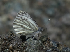 Pieris bryoniae