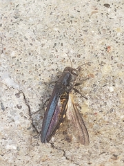 Agrilus difficilis