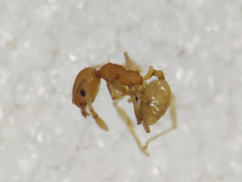 Anastasia's Big-headed Ant