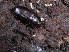 Uloma tenebrionoides