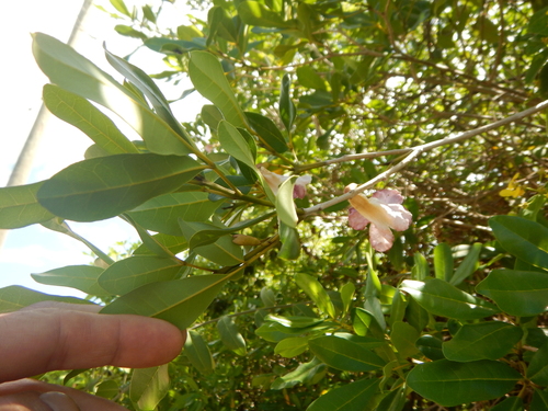 white cedar (Tabebuia heterophylla)