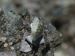 Pieris bryoniae