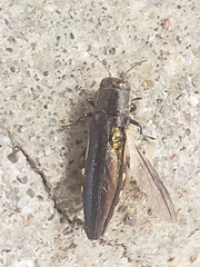 Agrilus difficilis