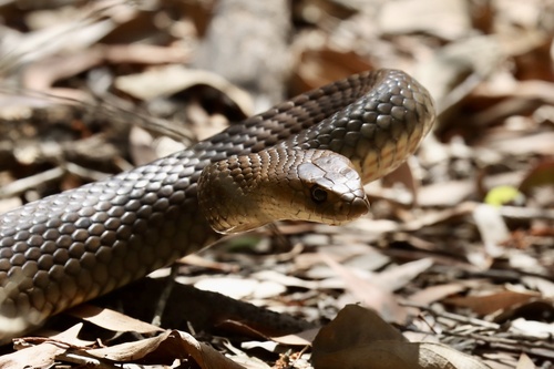 Eastern Brown Snake sighting
