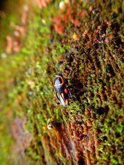 Sundablatta sexpunctata