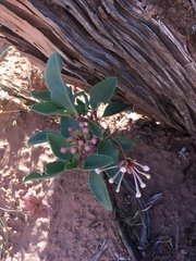 Tripterocalyx carneus