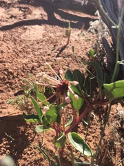 Tripterocalyx carneus