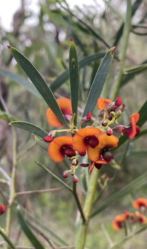 Image of Daviesia horrida by (c) Enrica Longo, some rights reserved (CC BY)