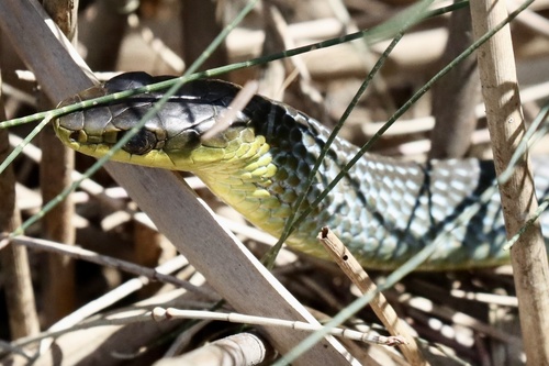 Common Tree Snake sighting