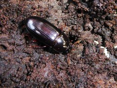 Uloma tenebrionoides