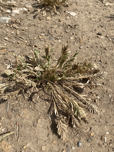 Image of Sclerochloa dura by (c) Илья Руденко, some rights reserved (CC BY)
